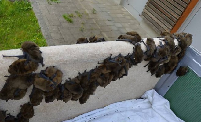 Наступает сезон «залетных гостей»: Закрывайте окна, чтобы в дом не проникли летучие мыши