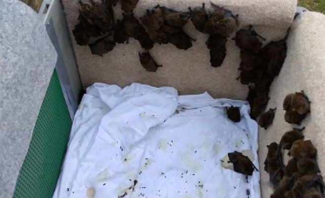 Наступает сезон «залетных гостей»: Закрывайте окна, чтобы в дом не проникли летучие мыши