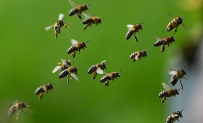 В этом году пчеловодов беспокоит «цементный мёд»