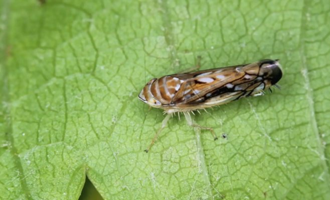 Незаметное насекомое из Америки угрожает виноградникам Моравии