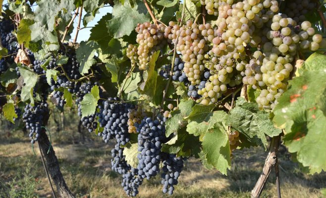 Чешские виноделы не планируют повышать цены, несмотря на потерю трети урожая