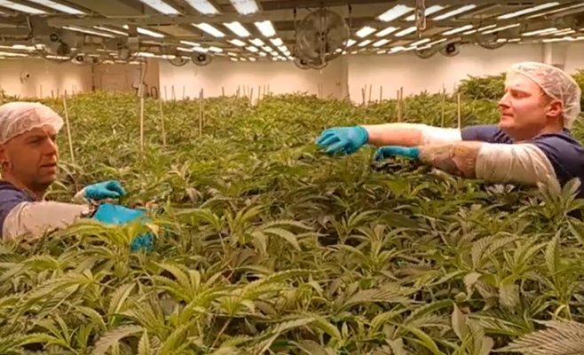 Чешская юстиция ожесточилась: почему за выращивание конопли наказывают строже, чем за убийство