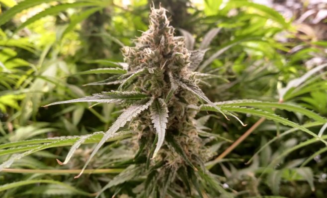 Выращивание трёх растений конопли станет легальным: новый законопроект Министерства юстиции