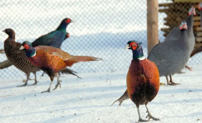 Птичий грипп в районе Клатови: новая мутация вируса. Уничтожат 27 тысяч уток, фазанов и куропаток