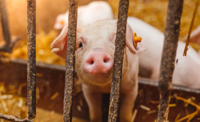 Скандал в Либерце: мясник продавал ресторанам мясо умирающих свиней