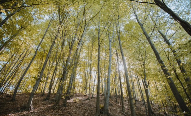 ЕС усиливает защиту лесов, но готова ли к этому экономика? Правительство Чехии одобрило строгие правила для компаний