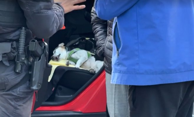 Ротвейлеры напали на двух собак в Праге: оба погибли