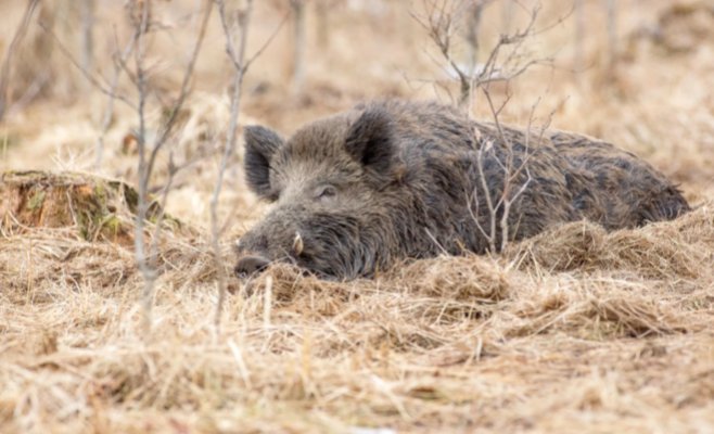 В Плзни задержали браконьера, застрелившего дикого кабана