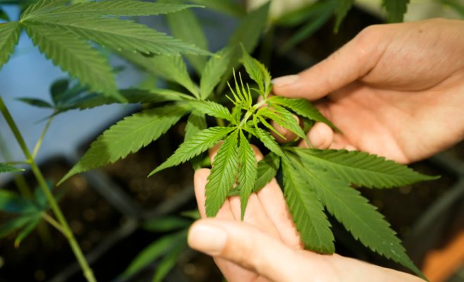 Эксперты: Легализация трёх растений марихуаны — оторванный от реальности шаг