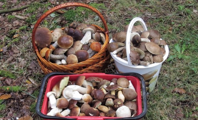 Трое грибников заблудились в лесах на западе Чехии за один день