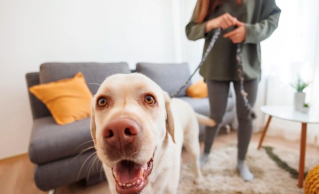 В Чехии планируют приравнять длительное содержание собак на привязи к жестокому обращению — депутаты поддержали инициативу