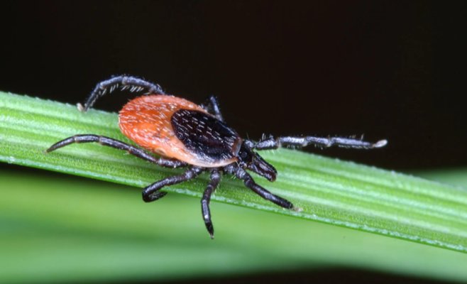 Число случаев клещевого энцефалита в Чехии выросло на четверть