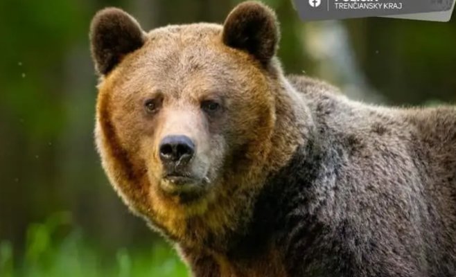 В Словакии медведица напала на грибника — животное ждёт отстрел