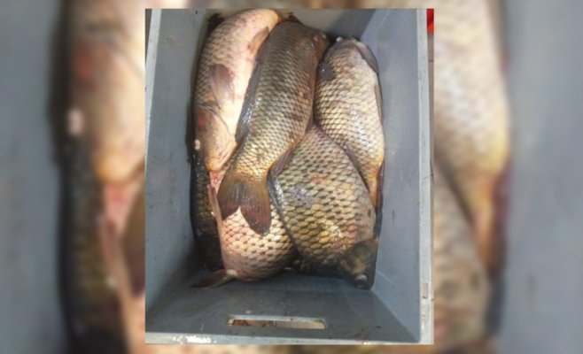 На пражском рынке Sapa жестоко обращались с карпами: рыбу держали в пластиковых контейнерах без воды