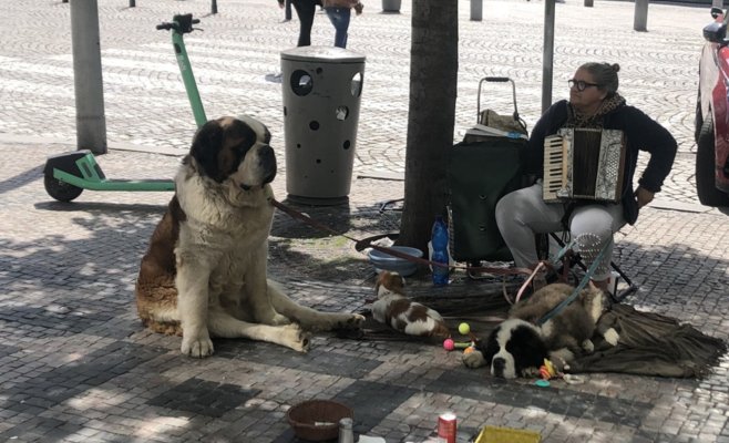 Прага запретит уличные выступления с животными, нарушителей-иностранцев могут депортировать