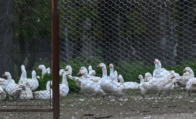 Святомартинских гусей не будет: в Годонинске уничтожили 7000 птиц из-за птичьего гриппа