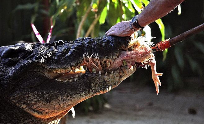В Австралии умер Кассиус – крупнейший крокодил в неволе, проживший более 110 лет