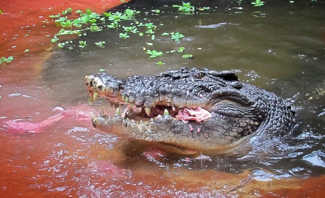В Австралии умер Кассиус – крупнейший крокодил в неволе, проживший более 110 лет