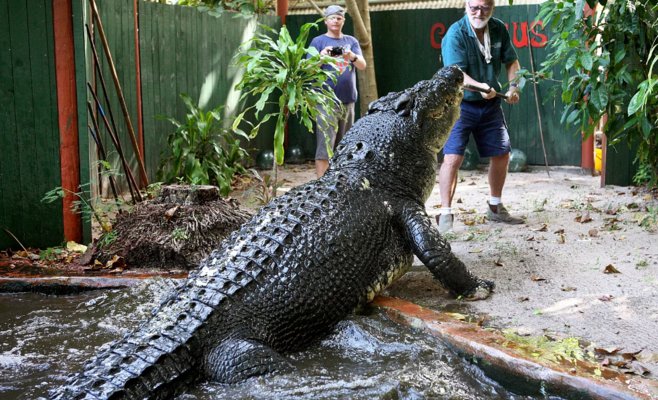 В Австралии умер Кассиус – крупнейший крокодил в неволе, проживший более 110 лет