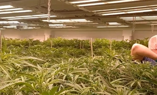 Миллион человек лечится каннабисом, но легальный доступ есть лишь у семи тысяч