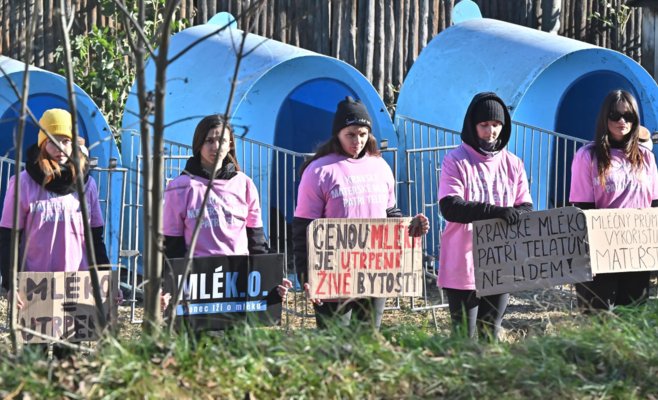 «Этот коровник — ужасен»: активисты захватили молочную ферму на Высочине, чтобы привлечь внимание к условиям содержания