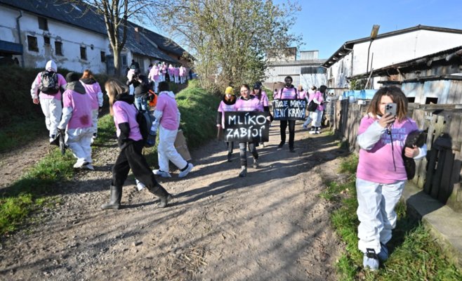 «Этот коровник — ужасен»: активисты захватили молочную ферму на Высочине, чтобы привлечь внимание к условиям содержания