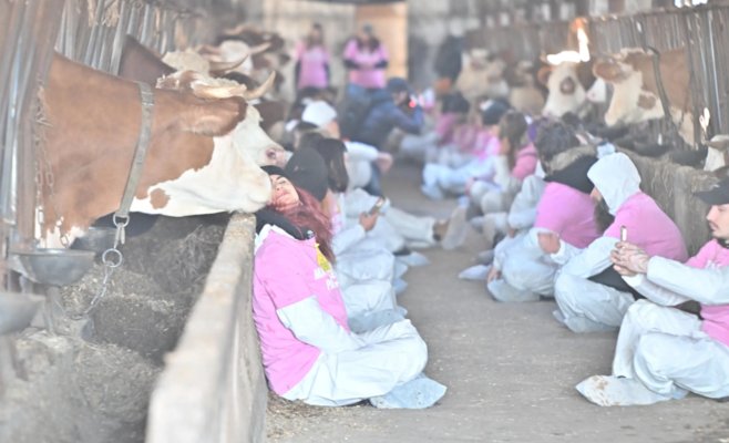 «Этот коровник — ужасен»: активисты захватили молочную ферму на Высочине, чтобы привлечь внимание к условиям содержания