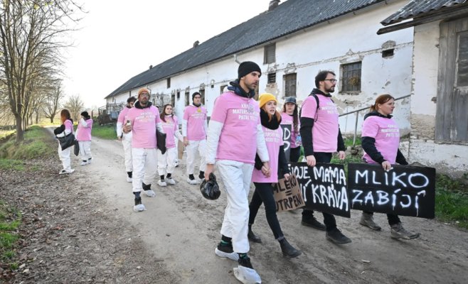 «Этот коровник — ужасен»: активисты захватили молочную ферму на Высочине, чтобы привлечь внимание к условиям содержания