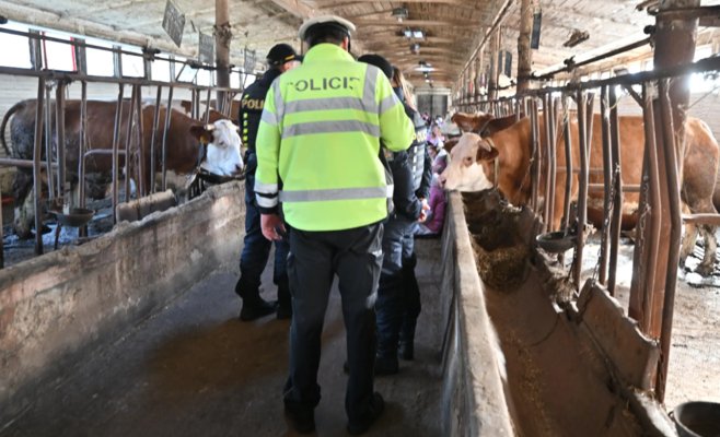 «Этот коровник — ужасен»: активисты захватили молочную ферму на Высочине, чтобы привлечь внимание к условиям содержания
