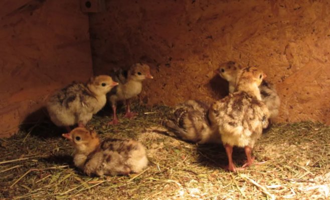 Птичий грипп у Брно: 12 тысяч индеек будут уничтожены