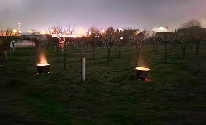 Рекордное потепление изменило природу Чехии: ранние цветы, активные вредители и угрозы для урожая