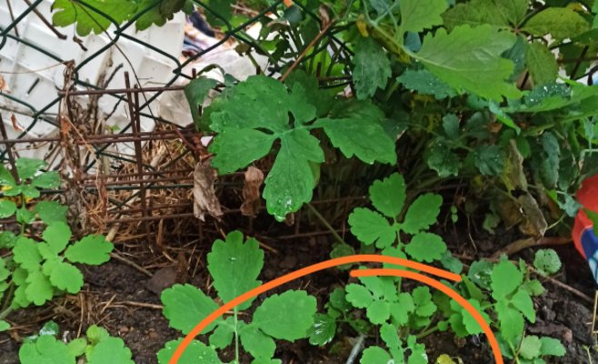 Социальное жилье или рассадник проблем? В центре Брно жильцы жалуются на наркоманов