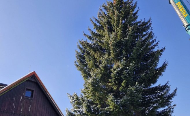 Рождественская ель для Праги: 53-летний красавец отправился в столицу