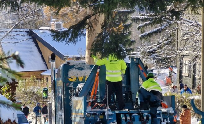 Рождественская ель для Праги: 53-летний красавец отправился в столицу