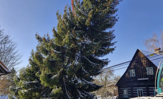 Рождественская ель для Праги: 53-летний красавец отправился в столицу