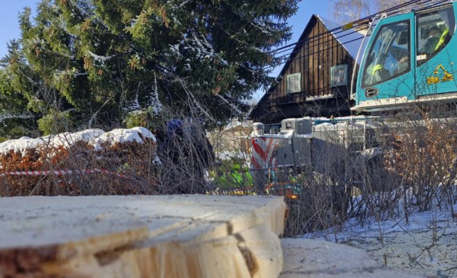 Рождественская ель для Праги: 53-летний красавец отправился в столицу