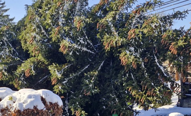 Рождественская ель для Праги: 53-летний красавец отправился в столицу