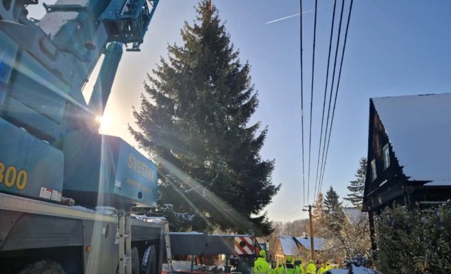 Рождественская ель для Праги: 53-летний красавец отправился в столицу