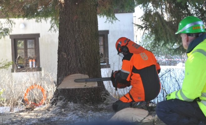 Рождественская ель для Праги: 53-летний красавец отправился в столицу