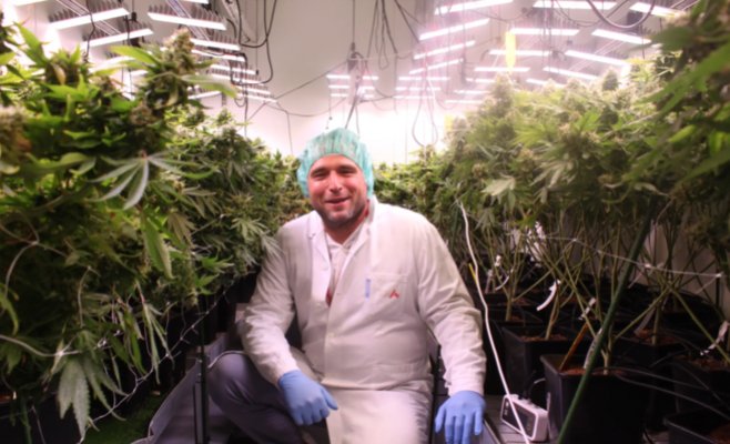 В Чехии врачи смогут выписывать рецепты на медицинский каннабис