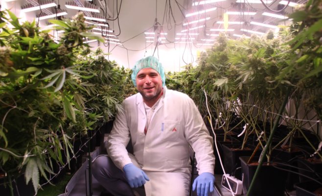 Лечение больных станет проще: в Чехии практические врачи смогут назначать лечебную коноплю