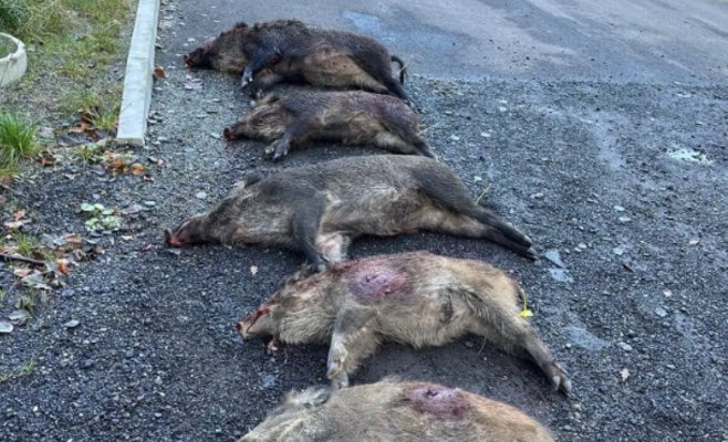 Охотники против снайперов: операция по отстрелу кабанов в Чехии вызвала скандал