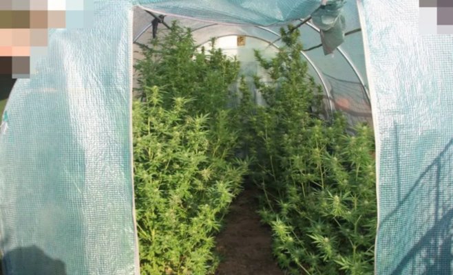 В Хомутове мужчина выращивал коноплю в теплице, но урожай собрала полиция