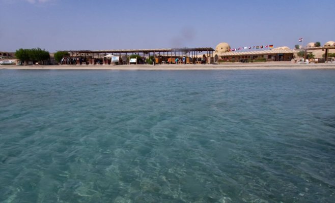 Трагедия в Египте: турист погиб в результате атаки акулы в Марса-Алам