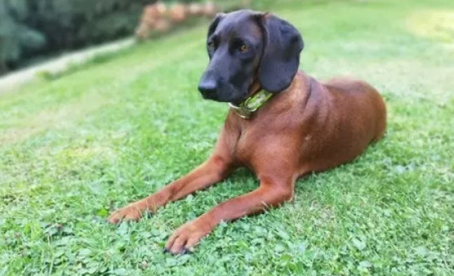 Житель Клатовска предстанет перед судом за жестокое обращение с животным: он застрелил собаку, которая напала на его кур