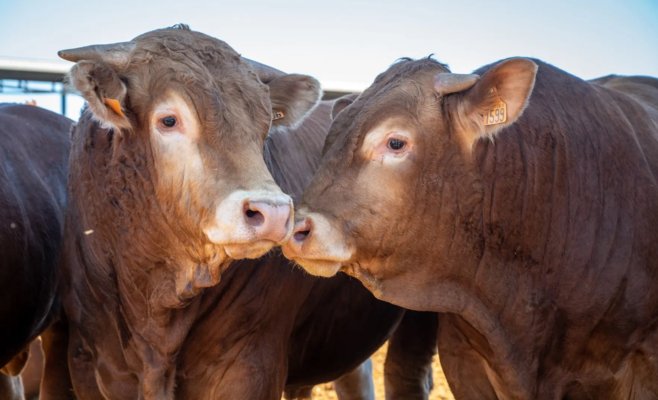 В Германии зафиксировали первый случай ящура за 37 лет