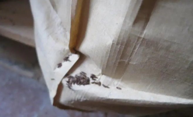 Пекарню в регионе Бланенско немедленно закрыли: шокирующие фото от инспекции