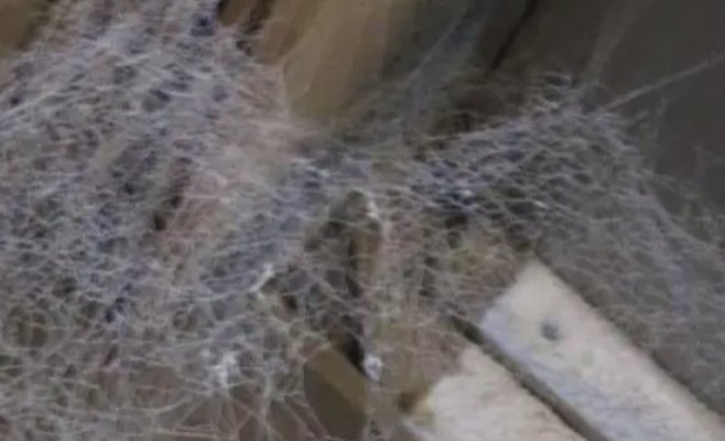 Пекарню в регионе Бланенско немедленно закрыли: шокирующие фото от инспекции