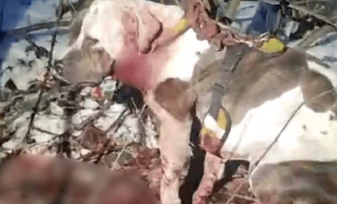 Жестокое обращение с животными: мужчина перерезал горло своей собаке, ему грозит до шести лет тюрьмы