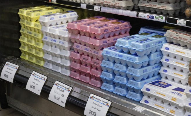 Позволить птичьему гриппу убивать? Министр США предложил опасный эксперимент, учёные возмущены